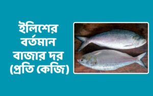 বর্তমান বাজারে ইলিশের দাম কত