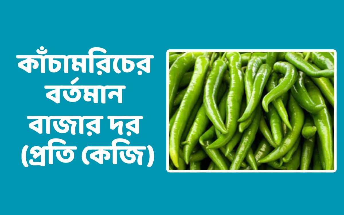 বর্তমান বাজারে কাঁচামরিচের দাম কত?